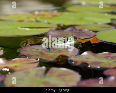 Une ouaouaron bien camouflée (Lithobates catesbeianus) dans les coussins de nénuphars d'un étang de jardin à Ottawa, Ontario, Canada. Banque D'Images