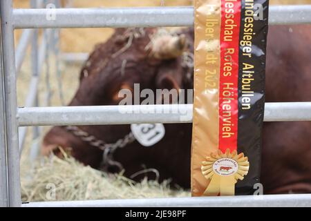 Halberstadt, Allemagne. 26th juin 2022. Un ruban du gagnant du National Red Cattle Show 5th est suspendu sur une clôture au festival agricole de Halberstadt. Les participants de cinq Etats allemands se sont présentés à un jury avec un total de 15 animaux ainsi que des veaux supplémentaires de ce type. Le gagnant général de la catégorie des vieux taureaux était l'agriculteur Brocken Uwe Thielecke de Tanne avec son taureau de 4 ans Ontus. L'animal pèse 900 kilogrammes au total et a siré 30 veaux jusqu'à présent. Credit: Matthias Bein/dpa/Alay Live News Banque D'Images