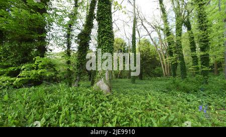 'greenwoods', 'Forest Trees', 'Woodlands', 'Glade', 'Spring Woods View', « Ciel bleu », « sommets des arbres », « soirée dans les bois », « copse », « soirée bois » Banque D'Images