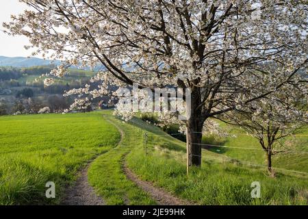 Motif paysage rural de printemps. Un chemin de champ à côté d'un arbre fruitier en fleurs. Banque D'Images