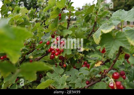 Rouge Currant mûr sur la brousse pendant l'été en europe Banque D'Images