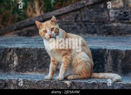 Chat rouge mignon avec les yeux orange et le nez rose assis sur les marches. Animal errant. Banque D'Images