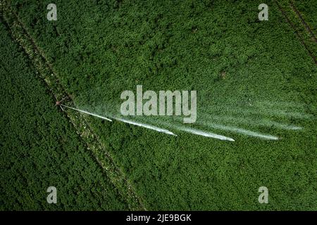 Vue en surface d'un pulvérisateur d'eau à grande échelle dans un champ de culture de pommes de terre dans des conditions météorologiques sèches utilisé pour irriguer les récoltes avec de l'espace de copie Banque D'Images