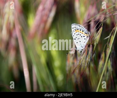 Papillon bleu à queue de l'Ouest reposant sur une herbe de Brome rouge wispy Banque D'Images
