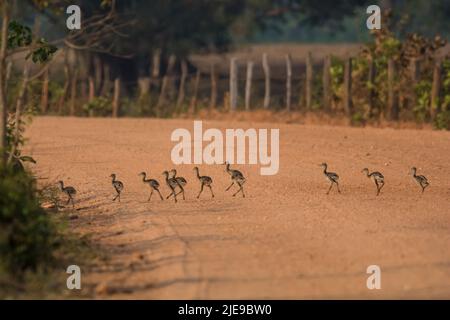 Grande Rhea, (Rhea Americana) dans la plaine de Pampas, province de la Pampa , Patagonie, Argentine Banque D'Images