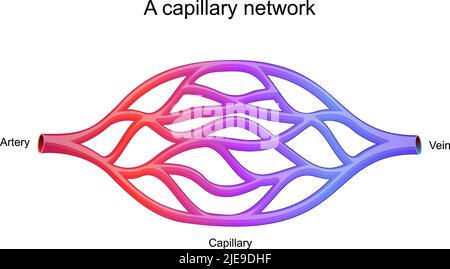 réseau capillaire. plus petits vaisseaux sanguins ils transmettent le sang entre les artérioles et les venules. illustration vectorielle Illustration de Vecteur