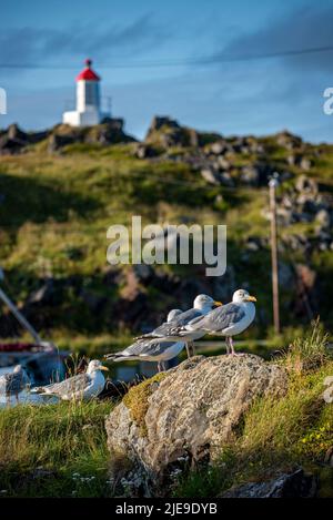 Mouettes à Kamøyvær, dans la municipalité de Nordkapp, en Norvège Banque D'Images