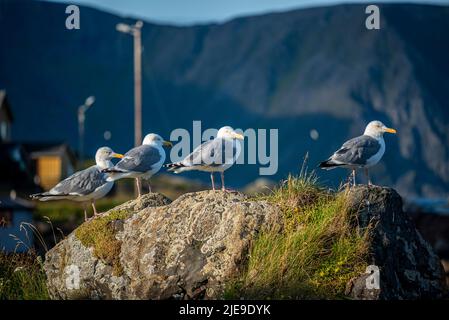 Mouettes à Kamøyvær, dans la municipalité de Nordkapp, en Norvège Banque D'Images