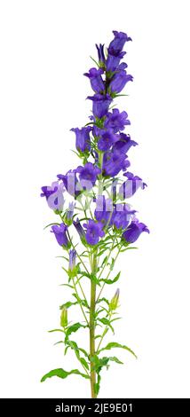 Fleurs moyennes Campanula isolées sur fond blanc. Fleurs bleues cloches de Canterbury ou fleur de cloche Banque D'Images