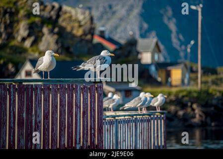 Mouettes à Kamøyvær, dans la municipalité de Nordkapp, en Norvège Banque D'Images