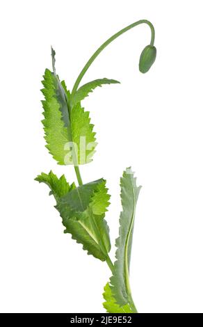 Plante de pavot isolée sur fond blanc. Gousse de graines vertes de pavot à opium . Papaver somniferum. Masque Banque D'Images