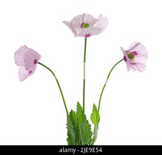 Fleurs de pavot isolées sur fond blanc. Pavot à opium rose. Papaver somniferum. Masque Banque D'Images