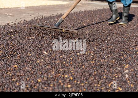 Mains de fermier local diffusion vert grains de café naturel pour sécher au soleil, Panama, Amérique centrale - photo de stock Banque D'Images