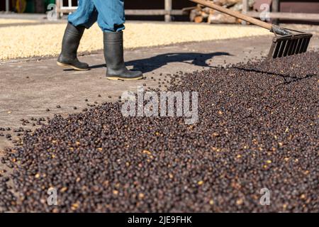 Mains de fermier local diffusion vert grains de café naturel pour sécher au soleil, Panama, Amérique centrale - photo de stock Banque D'Images