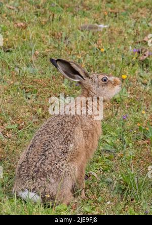 Est-ce que ce goût bon ?A magnifique lièvre brun Leveret assis parmi les fleurs sauvages et renifler les pissenlits . Suffolk, Royaume-Uni Banque D'Images