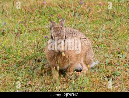 Lutte naturelle contre les mauvaises herbes.Un magnifique lièvre brun Leveret assis parmi les fleurs violettes et manger les pissenlits . Suffolk, Royaume-Uni Banque D'Images