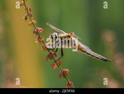 Un cliché coloré d'une dragonmouche à quatre pois ( Libellula quadrimaculata) . Installé avec des ailes écarlées sur une tige de l'ostrére rouge. Suffolk, Royaume-Uni Banque D'Images