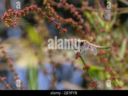 Un cliché coloré d'une dragonmouche à quatre pois ( Libellula quadrimaculata) . Installé avec des ailes écarlées sur une tige de l'ostrére rouge. Suffolk, Royaume-Uni Banque D'Images