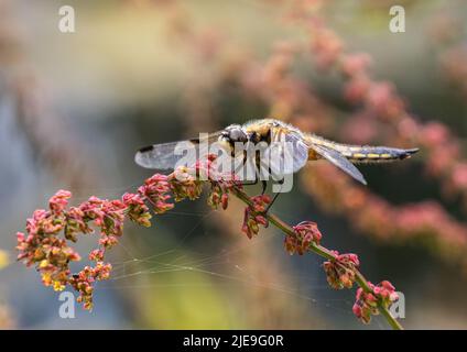 Un cliché coloré d'une dragonmouche à quatre pois ( Libellula quadrimaculata) . Installé avec des ailes écarlées sur une tige de l'ostrére rouge. Suffolk, Royaume-Uni Banque D'Images