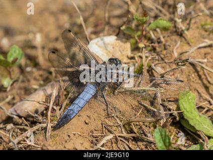 Un cliché détaillé d'un Skimmer mâle à queue noire (Orthetrum canculatum) . Installé avec des ailes écarlées sur le bord d'un étang. Suffolk, Royaume-Uni Banque D'Images