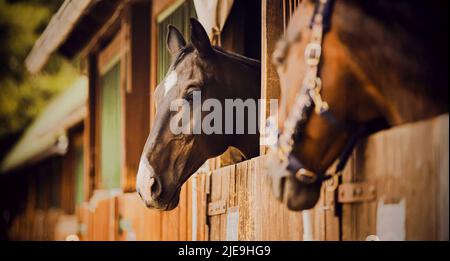 Portrait d'un beau cheval debout dans une cabine en bois dans l'écurie un jour d'été. Écuries et bétail. Ferme. Banque D'Images