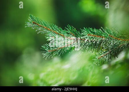 De belles branches d'épinette vertes et moelleuses recouvertes de gouttes de pluie poussent un jour d'été. Conifères. Forêt d'épinette. Taïga. Banque D'Images