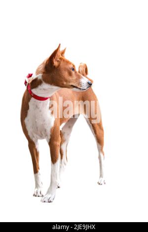 rouge - blanc basenji chien se tient sur un fond blanc avec foyer sélectif isolat Banque D'Images