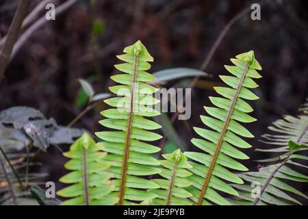 Nephrolepis exaltata, la fougères d'épée est admirée pour pouvoir survivre avec des niveaux assez bas d'eau, communément connu sous le nom de fougères plates. Banque D'Images