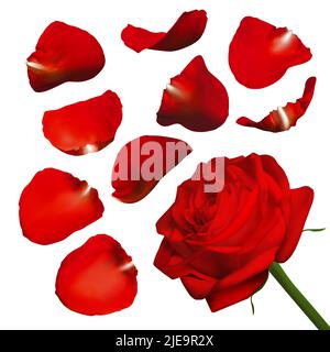 Pétales de rose réalistes. Illustration vectorielle avec dégradés de maillage. Illustration de Vecteur