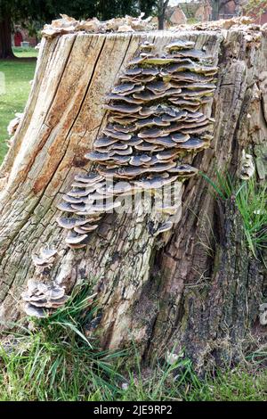 Champignon poussant sur la souche de l'arbre pourri Banque D'Images