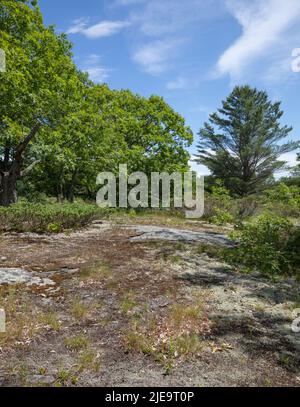 Bouclier canadien et végétation à la réserve naturelle de Torrance Barrens en Ontario Canada Banque D'Images