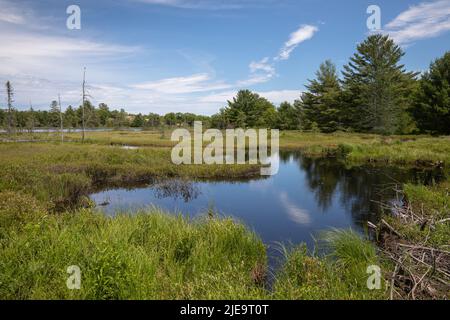 Milieu humide de la réserve naturelle de Torrance Barrens à Muskoka, Ontario, en été. Banque D'Images
