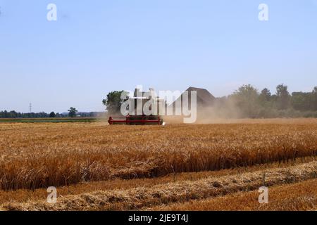 Wangen, Suisse, 20. Juin 2022 : une moissonneuse-batteuse sur un champ de maïs Banque D'Images
