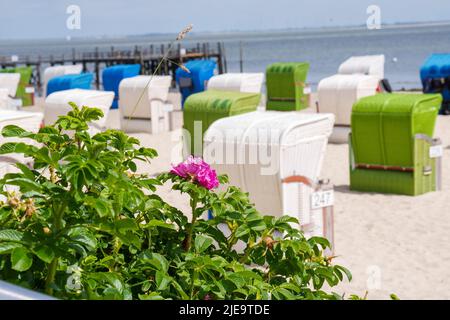 Chaises de plage colorées sur Juni 21, 2022 à Wyk, île de Foehr, Allemagne. © Peter Schatz / Alamy stock photos Banque D'Images