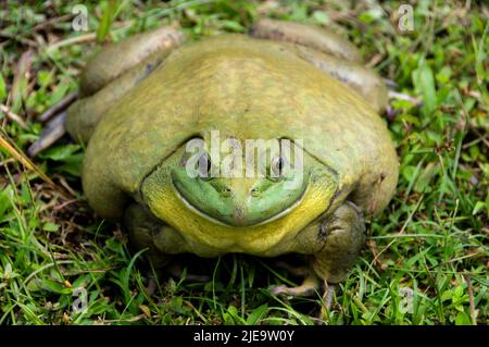 Vue directe sur la grenouille africaine géante sur l'herbe. Banque D'Images