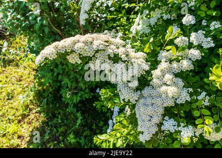 fleurs blanches sur fond vert Banque D'Images