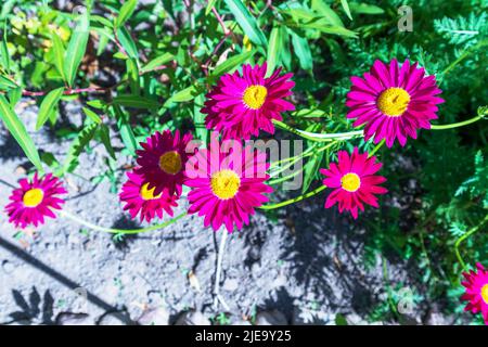 Fleurs violettes dans le jardin Banque D'Images