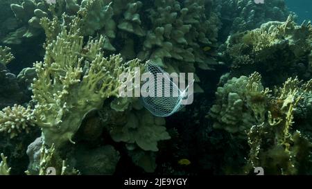 Mer Rouge, Égypte. 26th juin 2022. Les articles de cuisine en plastique mis au rebut pendent du récif de corail. Pollution plastique de l'océan. Sac en plastique en maille accroché à un magnifique récif de corail. Red Sea, Egypte (Credit image: © Andrey Nekrasov/ZUMA Press Wire) Banque D'Images