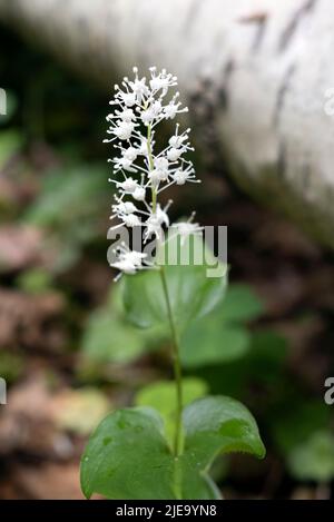 Maianthemum bifolium, Faux Lily de la Vallée ou le Lily de mai fleurit en gros plan Banque D'Images