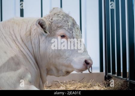 Grand taureau blanc reposant à l'exposition des animaux agricoles - vue de côté rapprochée Banque D'Images