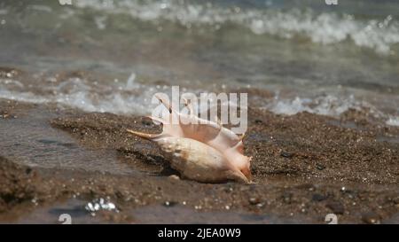 Mer Rouge, Égypte. 26th juin 2022. Coquillages dans la zone de surf sur fond vagues de mer. Shell of Spider Conch (Lambis lambis) dans le littoral. Red Sea, Egypte (Credit image: © Andrey Nekrasov/ZUMA Press Wire) Banque D'Images