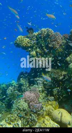 Mer Rouge, Égypte. 25th juin 2022. Les poissons tropicaux colorés nachent sur le récif de corail sur fond bleu. La vie sous-marine dans l'océan. Chrome arabe (Chromis flavaxilla) et anthias LyRetail (Pseudanthias squamipinnis). Red Sea, Egypte (Credit image: © Andrey Nekrasov/ZUMA Press Wire) Banque D'Images