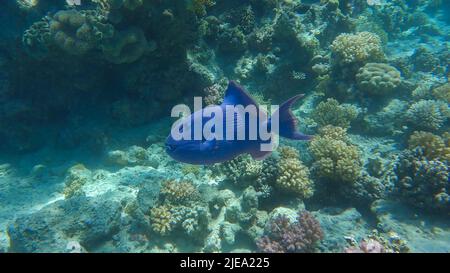 Mer Rouge, Égypte. 26th juin 2022. Les Triggerfish nagent près du récif de corail. Triggerfish bleu (Pseudobalistes fuscus). Red Sea, Egypte (Credit image: © Andrey Nekrasov/ZUMA Press Wire) Banque D'Images