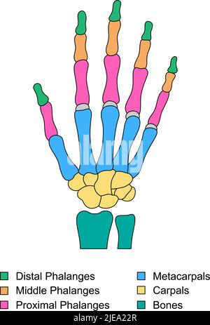 Anatomie des os de la main avec descriptions. Structure des pièces à main de couleur. Phalanges distale, proximale et médiane, métacarpes, parties du poignet des charpels. Illustration de Vecteur