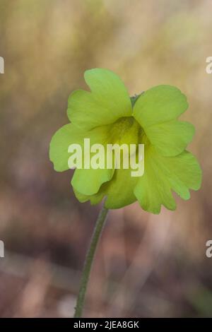 Yellow Butterwort (Pinguicula lutea), Mississippi, Etats-Unis, par Carol Dembinsky/Dembinsky photo Assoc Banque D'Images