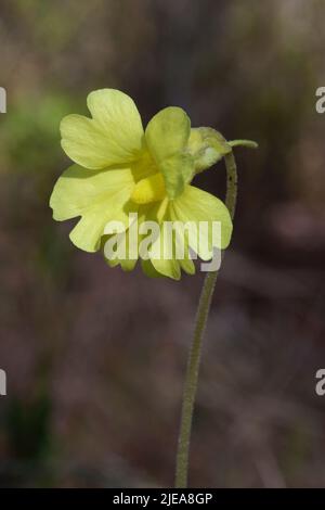 Yellow Butterwort (Pinguicula lutea), Mississippi, Etats-Unis, par Carol Dembinsky/Dembinsky photo Assoc Banque D'Images