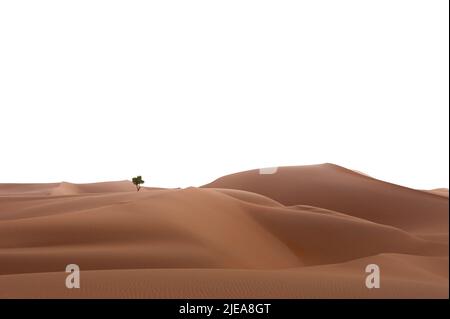 Le désert d'Al Wathba à Abu Dhabi, aux Émirats arabes Unis, est isolé contre un ciel clair et lumineux. Un arbre de Mesquite au miel (prosopis glandulosa) au loin. Banque D'Images