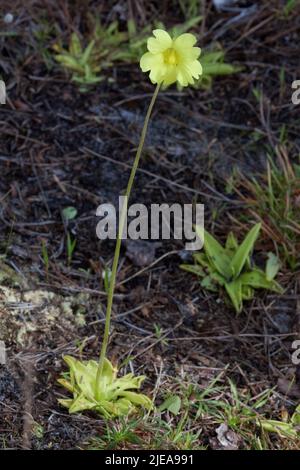 Yellow Butterwort (Pinguicula lutea), Mississippi, Etats-Unis, par Carol Dembinsky/Dembinsky photo Assoc Banque D'Images