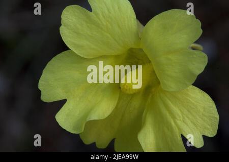 Yellow Butterwort (Pinguicula lutea), Mississippi, Etats-Unis, par Carol Dembinsky/Dembinsky photo Assoc Banque D'Images