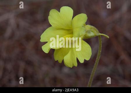 Yellow Butterwort (Pinguicula lutea), Mississippi, Etats-Unis, par Carol Dembinsky/Dembinsky photo Assoc Banque D'Images